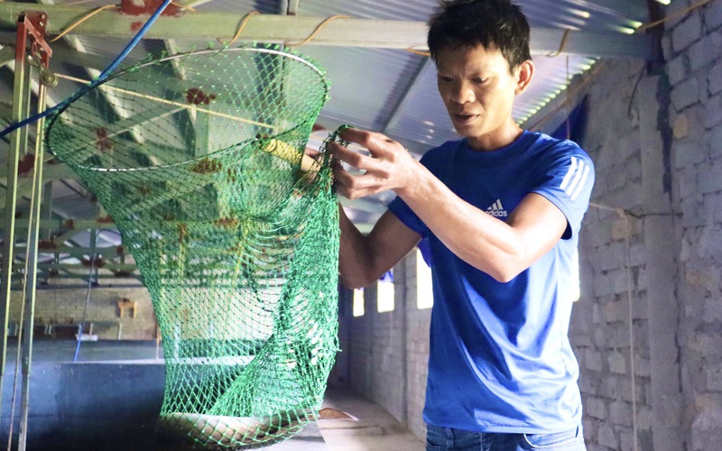 Quảng Bình: Nuôi loài cá “ngày ngủ đêm ăn, ít bệnh, dễ nuôi” có mấy tháng đã thu cả tỷ đồng