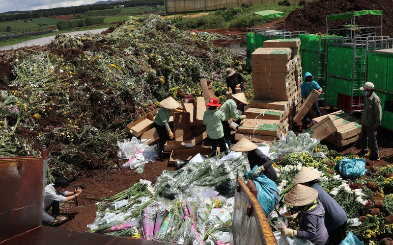 Vụ việc hàng trăm nghìn cành hoa đổ bỏ: Sở NNPTNT Lâm Đồng khẳng định đã gửi văn bản cho Bộ nhưng bị từ chối
