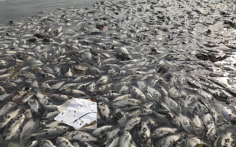 Công ty Thoát nước Hà Nội lý giải nguyên nhân cá chết hàng loạt ở hồ Yên Sở