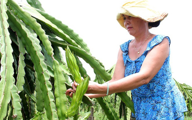 Lo rủi ro, người trồng thanh long Bình Thuận đành lặt búp, bẻ nụ phơi khô bán cho Trung Quốc