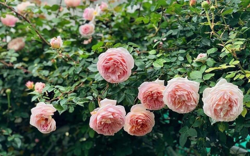 Bí kíp chăm hoa hồng ngoại đẹp rực rỡ bốn mùa của trai trẻ Hà Nội