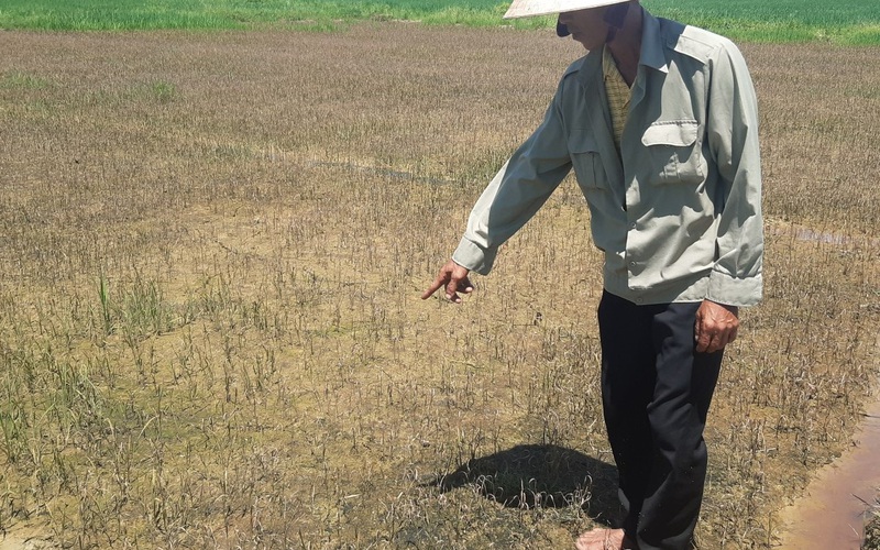TT-Huế: Lúa chết rụi sau khi phun thuốc trừ cỏ nhãn hiệu Halosuper 250WP