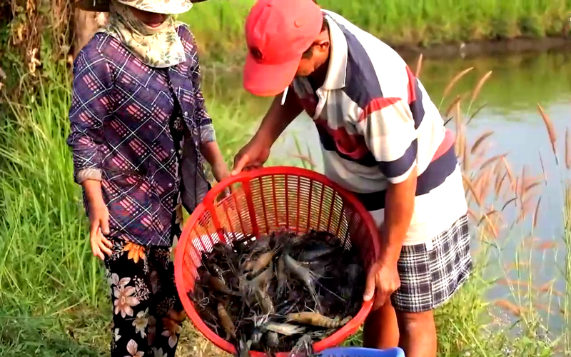 Đồng Nai: Bỏ cá đồng nuôi “tôm leo núi”, anh nông dân thu nửa tỷ đồng mỗi năm