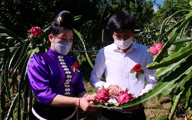 Sơn La: Xuất khẩu 10 tấn thanh long ruột đỏ sang Liên Bang Nga