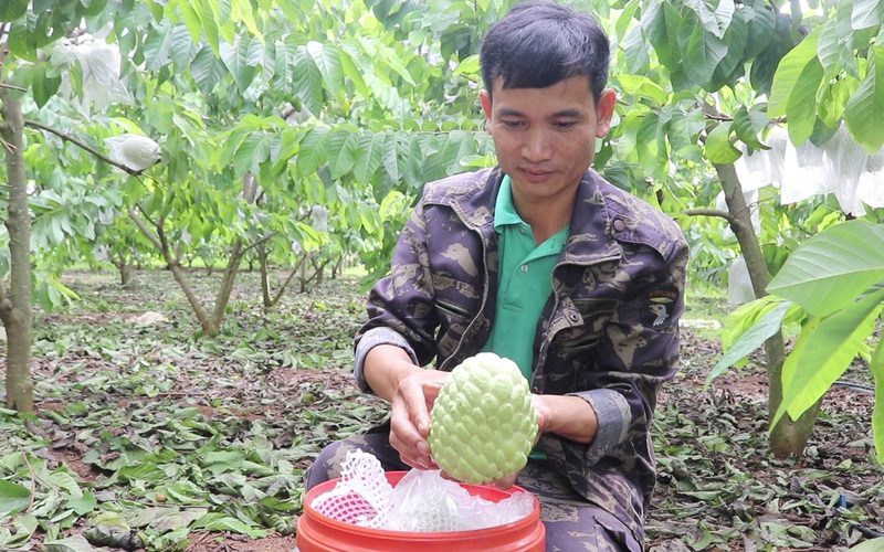 Người Thái ở Sơn La thu tiền tỷ từ loại cây cho trái "khổng lồ" nặng 1kg/quả mà nhìn đâu cũng thấy mắt