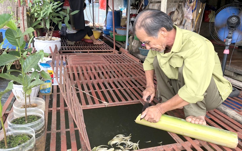 Tuyên Quang: Nhà bè thời Covid-19, dòng sông Lô vắng lặng, người nuôi cá đặc sản buồn tênh