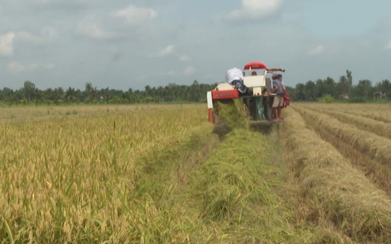 Bến Tre: Tháo gỡ khó khăn trong vụ thu hoạch lúa hè thu ở huyện Giồng Tôm