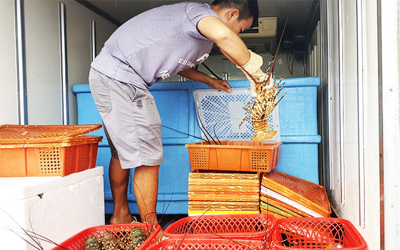 Covid-19 Khánh Hòa: Xót xa nuôi tôm thời rớt giá, nông dân giàu dễ tái nghèo "như chơi"
