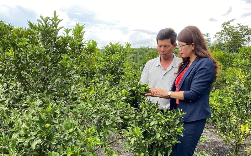 Lâm Đồng: Nông dân huyện Lâm Hà có thêm 200 triệu để trồng cây ăn trái, chăm sóc cà phê, trồng dâu dâu nuôi tằm