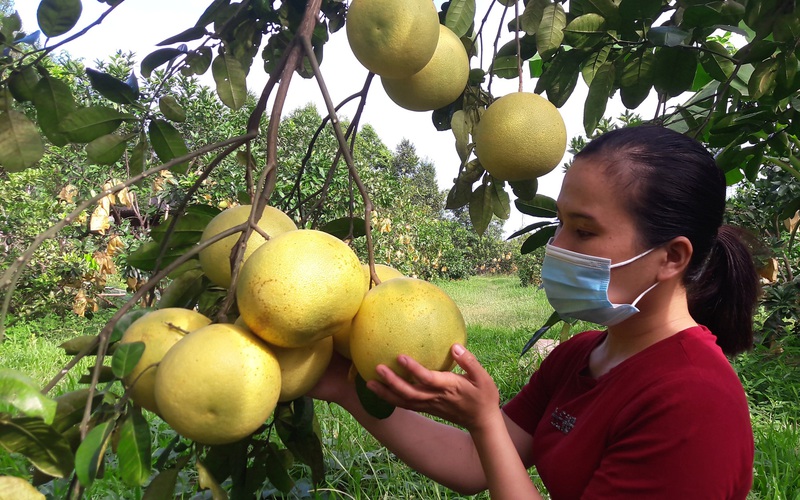 Hà Tĩnh: Vợ chồng trẻ cất bằng đại học về quê trồng bưởi sinh thái