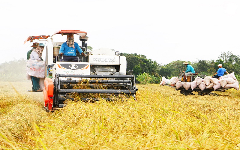 Còn 600.000 tấn lúa hè thu cần tiêu thụ gấp, An Giang kêu gọi doanh nghiệp mua lúa giúp nông dân