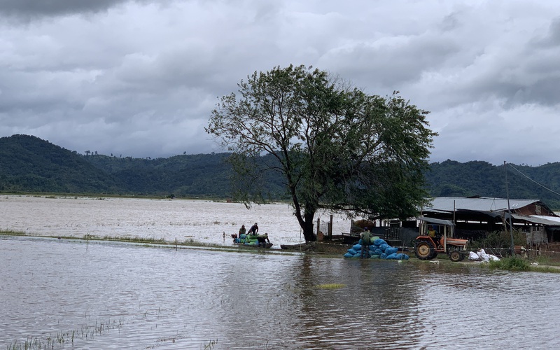 Đắk Lắk: Bão số 5 gây mưa lớn, người dân lội nước cứu lúa