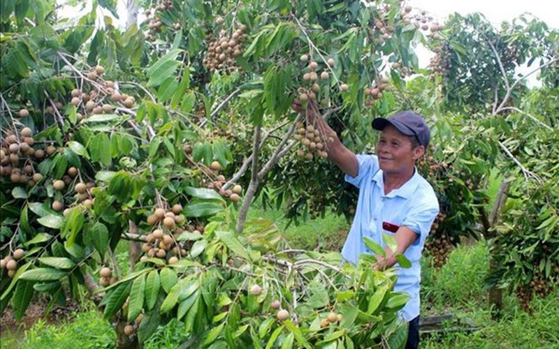 Lão nông U60 “hô biến” bãi bồi kém hiệu quả thành trang trại bạc tỷ