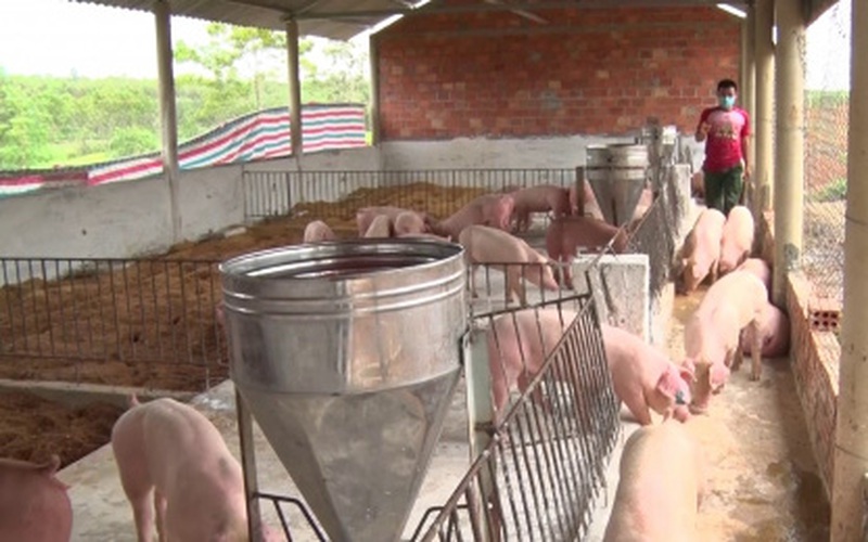 Chăn nuôi lợn an toàn sinh học theo hướng hữu cơ