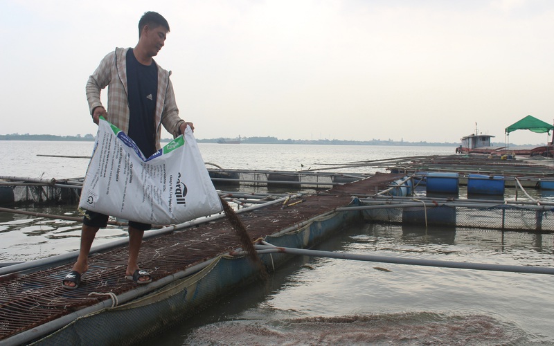 Nam Định: Cá lồng to lắm rồi mà bán không nổi, nông dân mặt rầu rĩ như "bánh đa gặp nước"