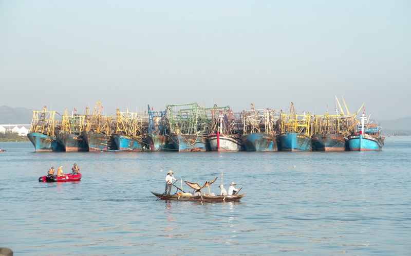 Quảng Nam: Nghề câu mực khơi đem lại thu nhập cao, giúp ngư dân vững tin vươn khơi bám biển