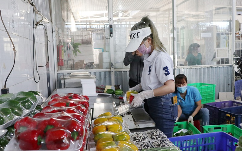 Công nghệ giúp rau, củ Lâm Đồng bán ra nước ngoài, đến tay người tiêu dùng vẫn tươi