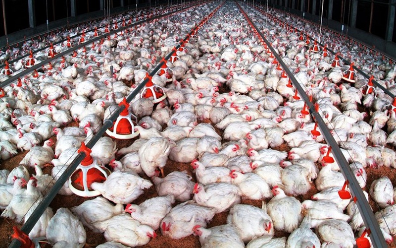 Giá gia cầm hôm nay 21/9: Giá gà công nghiệp tăng trở lại nhưng người chăn nuôi vẫn thua lỗ, doanh nghiệp "đau đầu"?