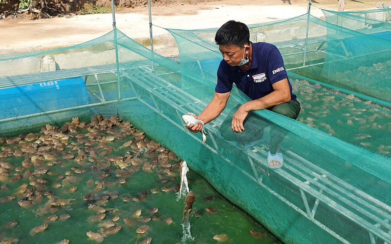 Nuôi ếch Thái Lan dày đặc trong bể trên cạn ở Quảng Bình thò tay xuống là  bắt được cả đống