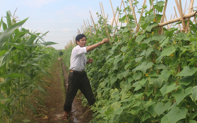 Bắc Ninh: Chỉ trồng rau sạch, HTX này có thu nhập 8 tỷ/năm