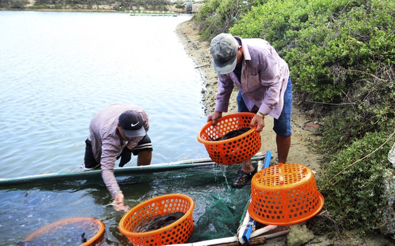 Huyện nào của tỉnh Khánh Hòa đang cần bán hàng trăm tấn cá mú đặc sản to bự?