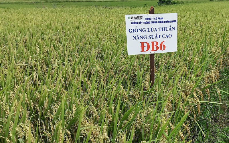 Quảng Ngãi: Nông dân phấn khởi với các giống lúa mới chống chịu được thời tiết khắc nghiệt của Vinaseed 