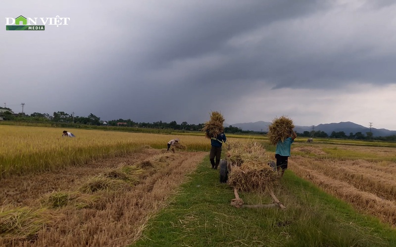 Hà Tĩnh: Nông dân gấp rút gặt lúa “chạy đua” với bão CONSON
