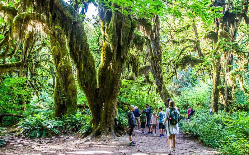 Trải nghiệm độc đáo của rừng mưa ôn đới tại vườn quốc gia Mỹ