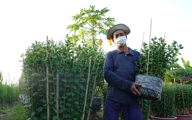 Xông đèn "kéo dài chân" loài cây hoa chưng tết này, anh nông dân miền Tây khiến nhiều người trầm trồ thán phục