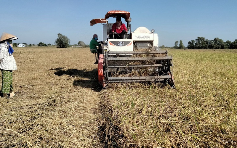 Long An: Vì sao trồng lúa mùa nổi năng suất thấp mà nông dân ở đây vẫn thu lợi nhuận cao?