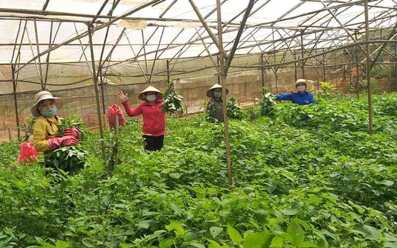 Lâm Đồng: "Liều" trồng cây dại trong nhà kính, không cần bón phân, hái đọt non bán, ai ngờ người mua ăn tới tấp
