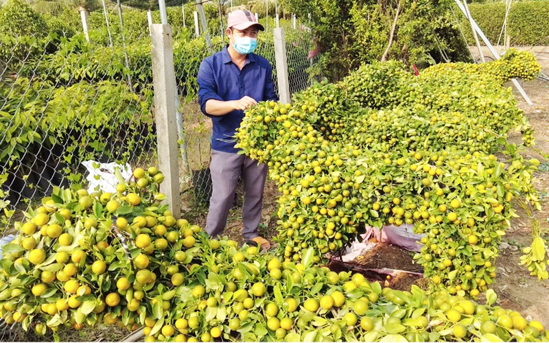 Trồng tắc kiểng cuộn ra hình con hổ, anh nông dân Bến Tre bán 2,5 triệu/"con"
