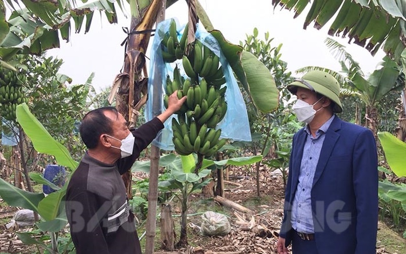 Hải Dương: Chuối xanh làm mâm ngũ quả giá bất ngờ tăng gấp đôi, cả làng trồng chuối nhà nào cũng bộn tiền