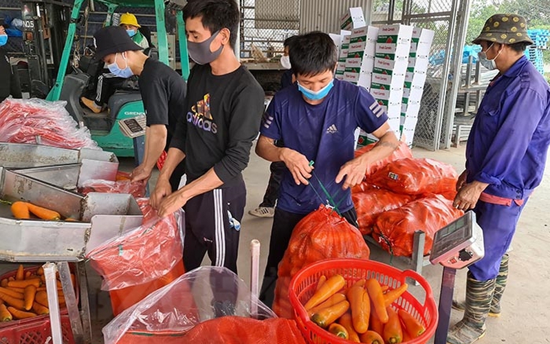 Đầu vụ, cà rốt Hải Dương được thu mua để xuất khẩu đi Hàn Quốc, Nhật Bản, nông dân lãi đậm