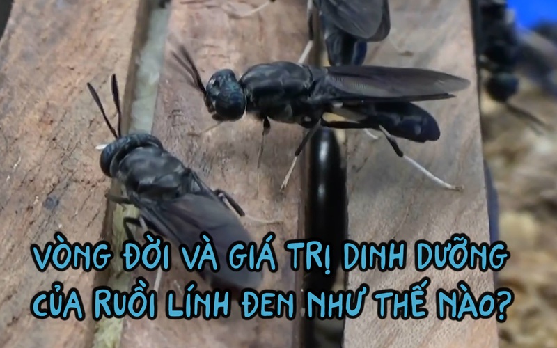 Vòng đời và giá trị dinh dưỡng của ruồi lính đen như thế nào?