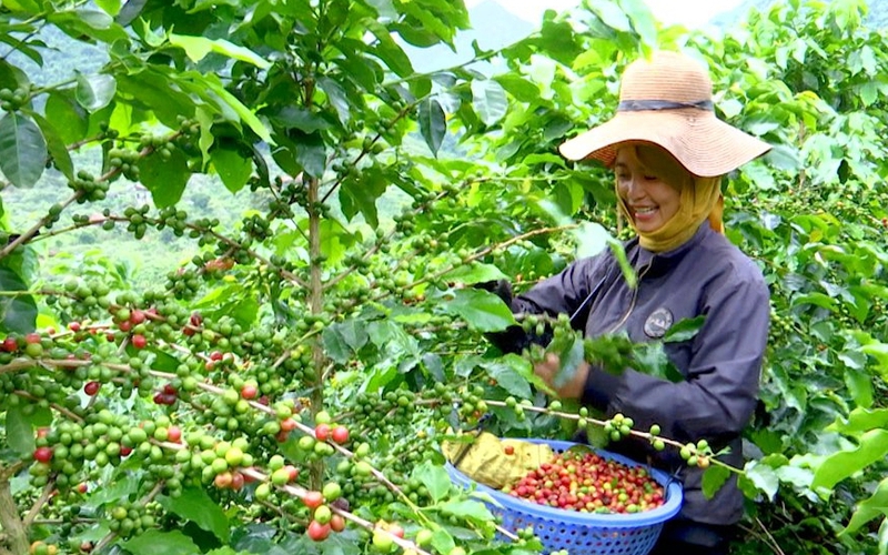 
Sơn La: Phát triển cà phê bền vững, giúp người dân có thu nhập