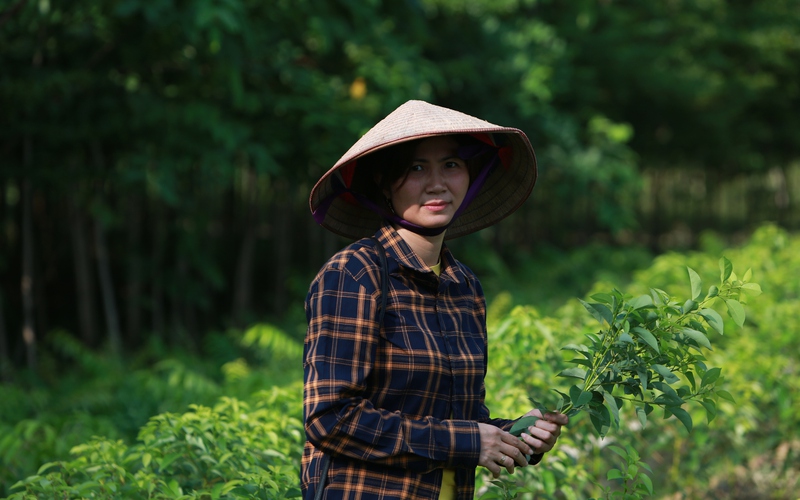 Một Nông dân Việt Nam xuất sắc 2022 đến từ Bắc Giang trồng cây công trình giúp cả làng đổi đời