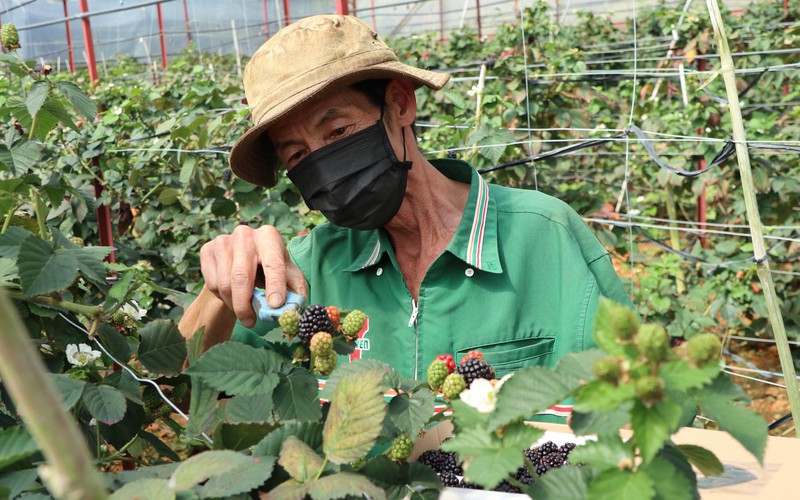 Nông dân sản xuất kinh doanh giỏi ở Lâm Đồng xuất hiện nhiều mô hình có vốn lên đến hàng trăm tỷ