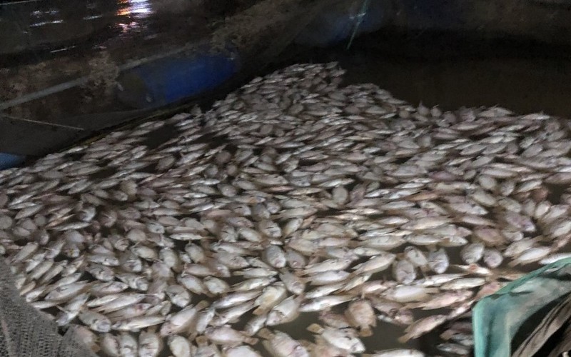 TT-Huế: Cá nuôi chết hàng loạt do mưa lũ, nhiều hộ dân trắng tay 