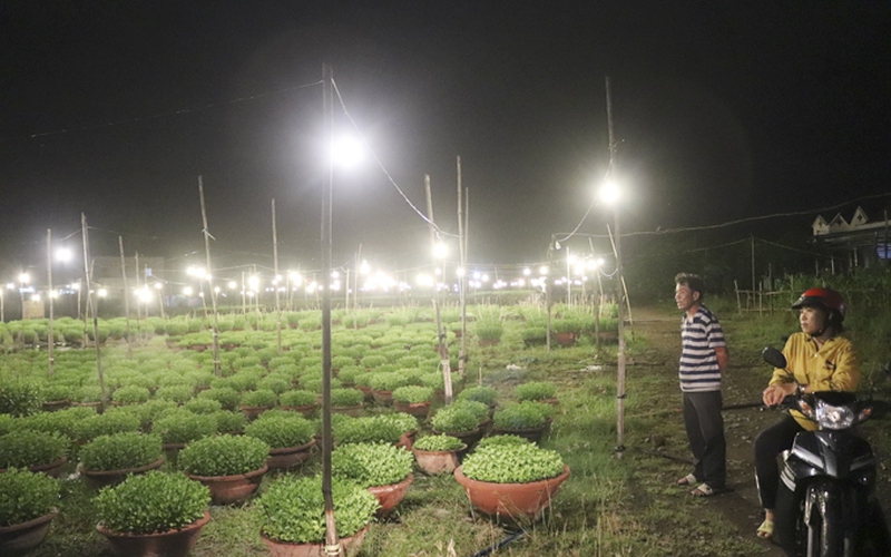 Vùng đất ở Khánh Hòa cứ đến tối là cánh đồng bật đèn sáng trưng, dân đang "nuôi" cây cảnh bán Tết