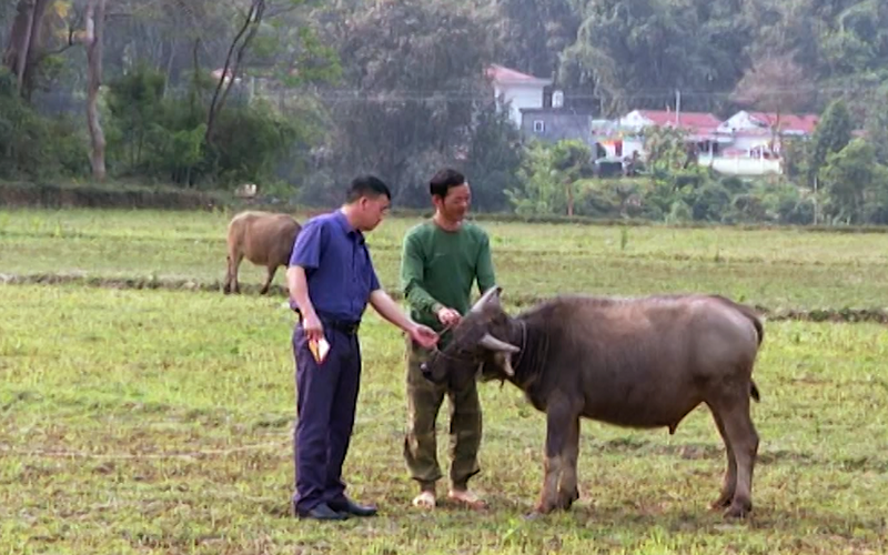 Lên Lai Châu xem nông dân vùng cao áp dụng khoa học vào chăn nuôi gia súc