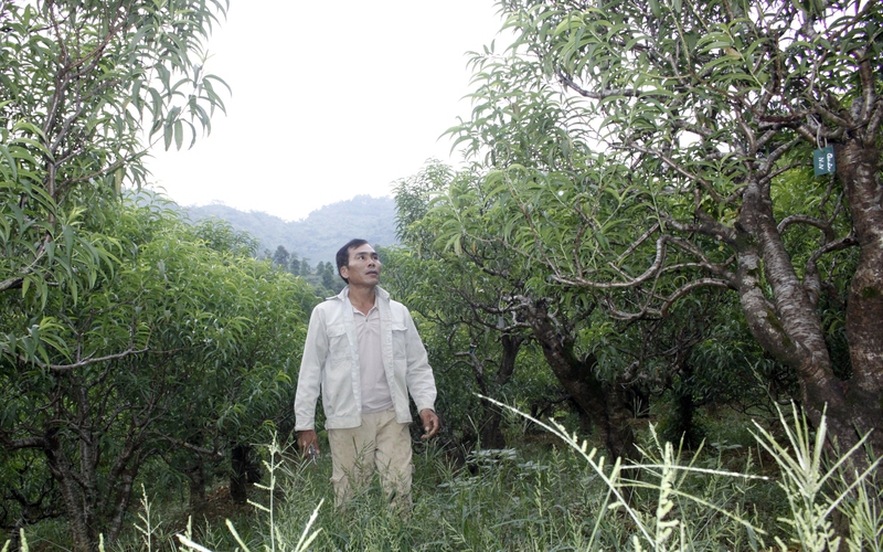 Nông dân Việt Nam xuất sắc 2022 ở Lào Cai thu hơn nửa tỷ mỗi năm nhờ trồng đào cảnh