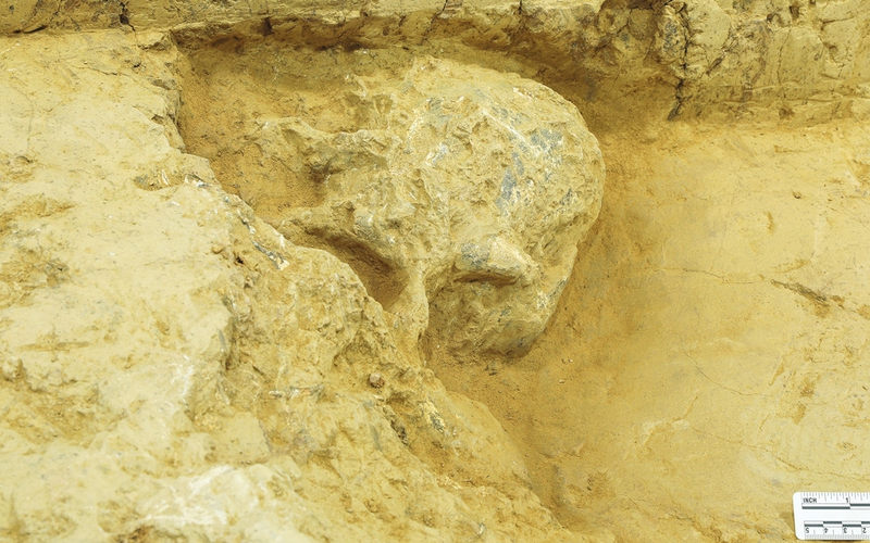 Khám phá hộp sọ của loài người đã tuyệt chủng cách đây 1 triệu năm