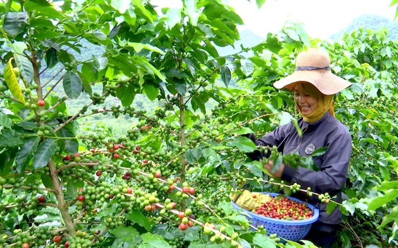 Bàn giải pháp nâng cao chất lượng cà phê Sơn La
