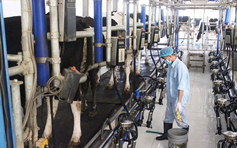 Hà Nội lai tạo đàn bò 3B trên nền bò thịt lai Sind, tạo ra giá trị trên 12.000 tỷ đồng