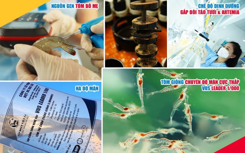 
Tổng hợp câu chuyện thực tế và bí quyết nuôi tôm hiệu quả ở vùng chuyên độ mặt cực thấp
