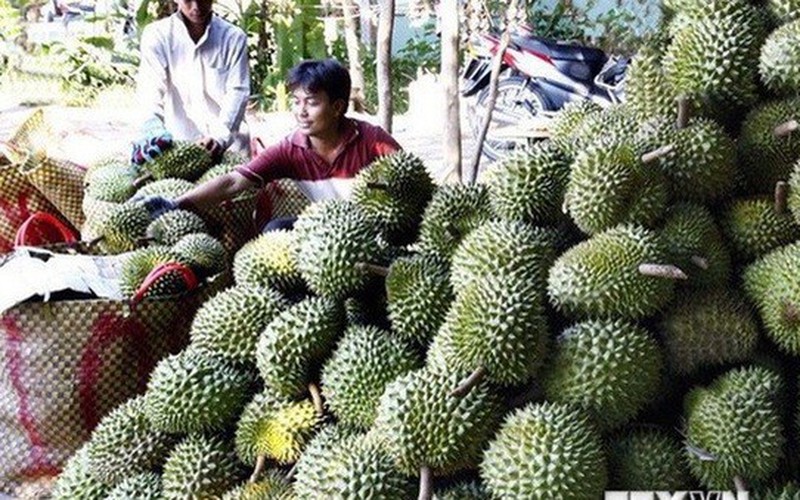 Trồng sầu riêng ở Khánh Hòa-bắt tay với doanh nghiệp xuất khẩu sang Trung Quốc