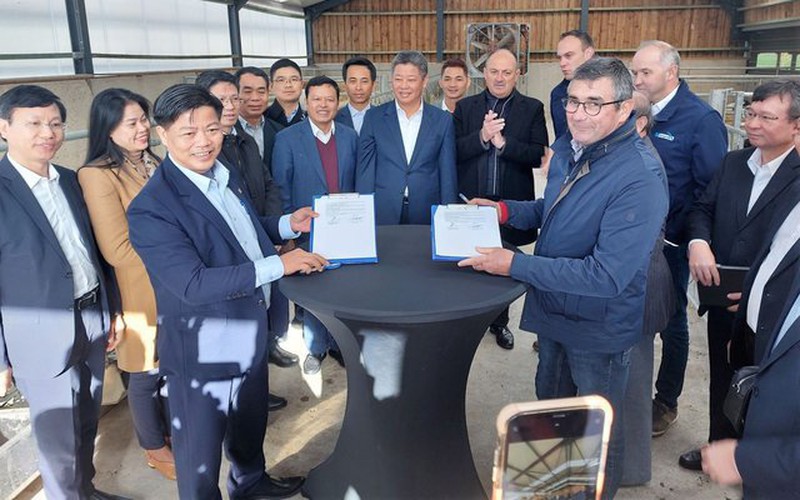 Hà Nội hợp tác với doanh nghiệp Bỉ phát triển giống bò được ví như "cỗ máy sản xuất thịt" nặng 1 tấn
