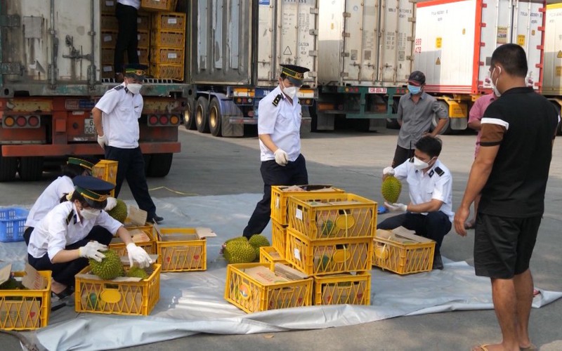 Lào Cai: 321 tấn sầu riêng xuất qua Cửa khẩu quốc tế Kim Thành