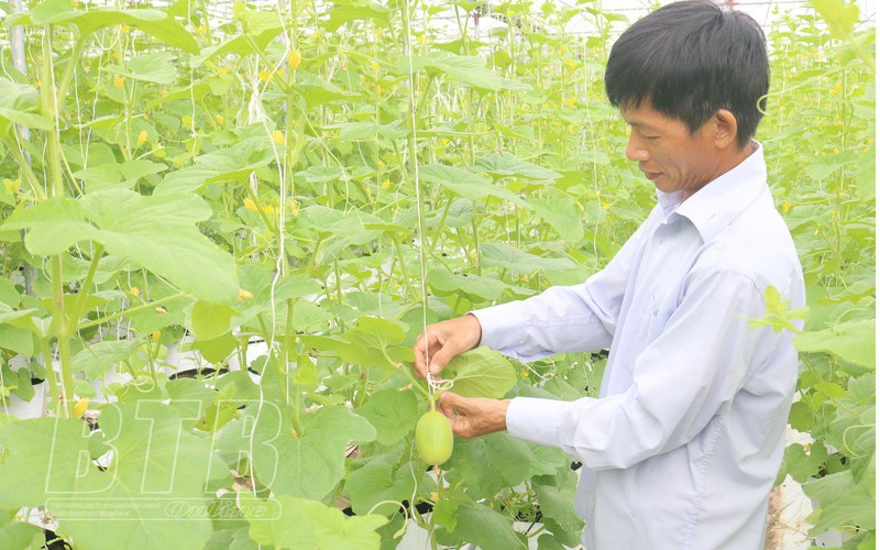 Ông nông dân Thái Bình đánh liều đầu tư 700 triệu trồng dưa trong nhà màng, hoá ra "1 vốn 4 lời"